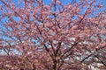 Sakura blossom in Japan